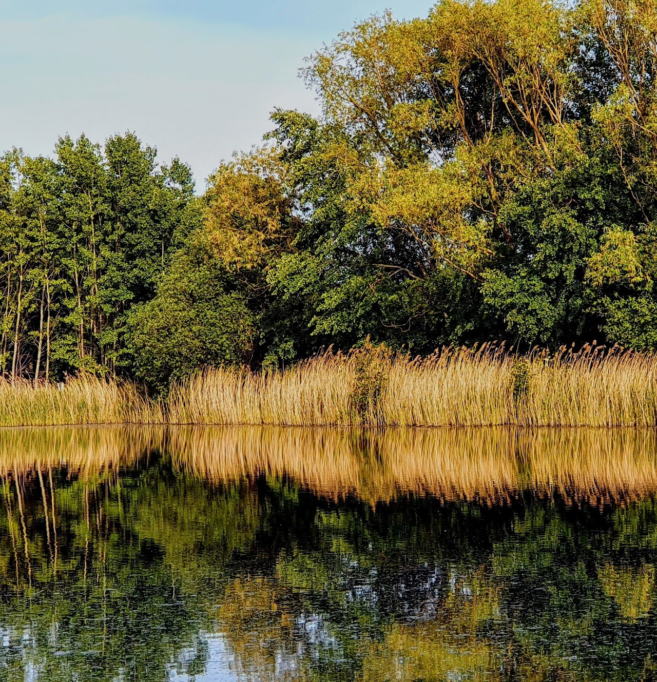 Trees and reeds reflecting in a calm lake under a blue sky.