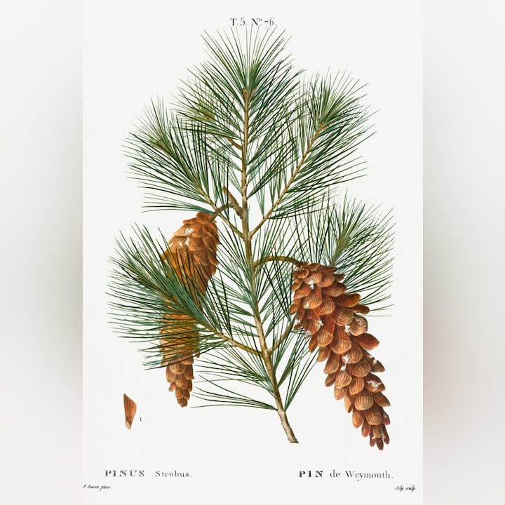 Illustration of Pinus Strobus (Eastern White Pine) with pine cones and long needles.