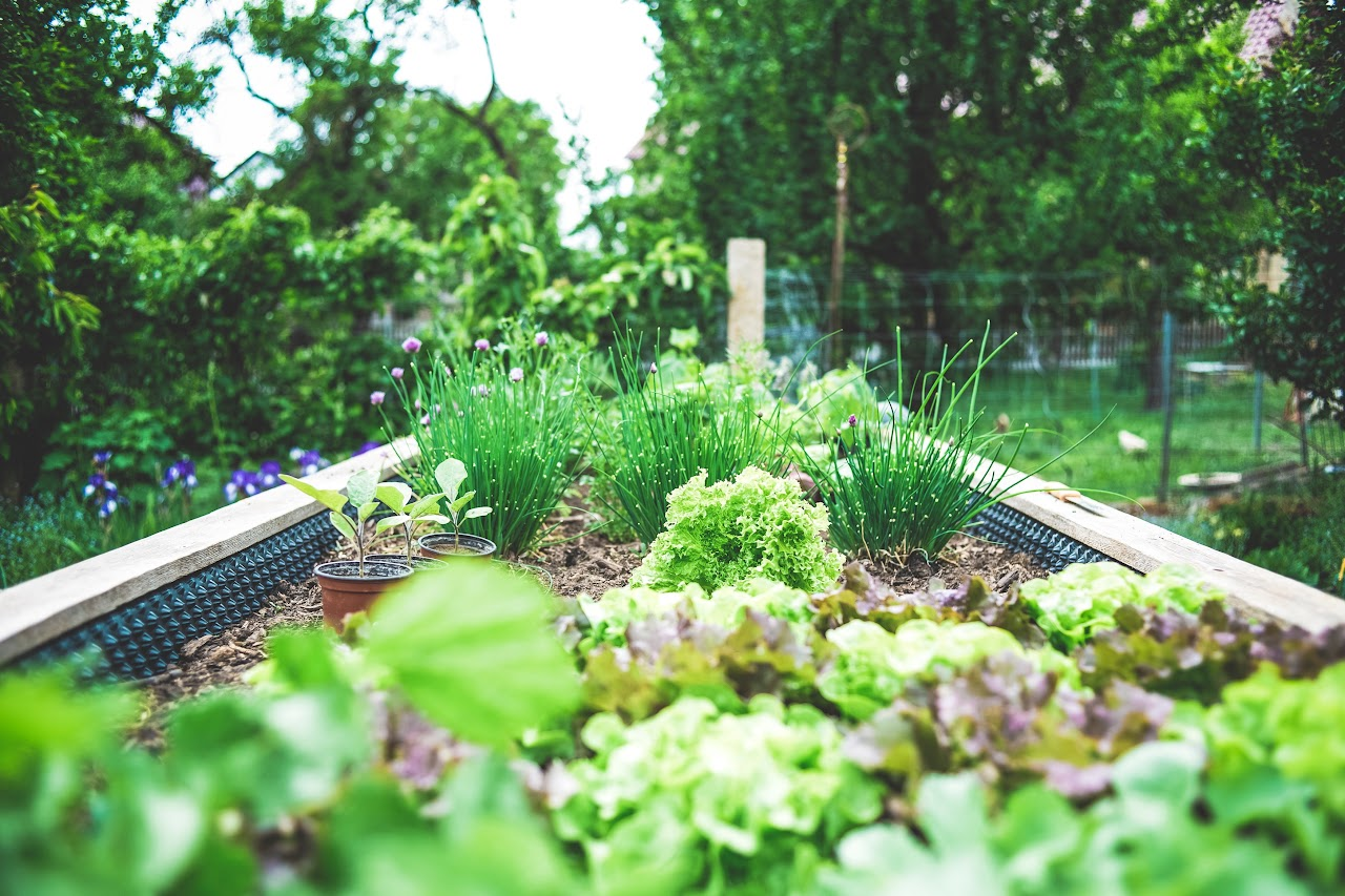 A lush raised garden bed with various green plants and leafy greens, set amidst trees.