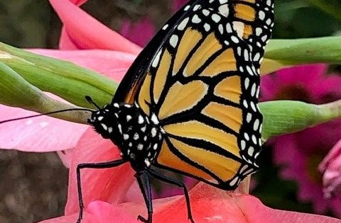 A monarch butterfly perched on vibrant pink flowers.