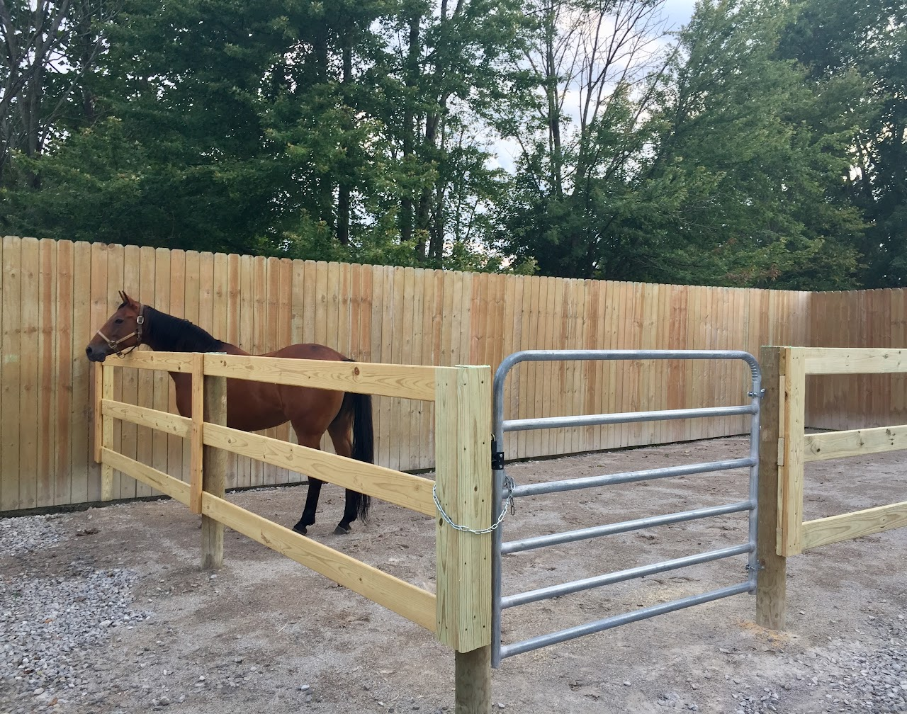 A brown horse stands in a wooden-fenced paddock with a metal gate, surrounded by trees.