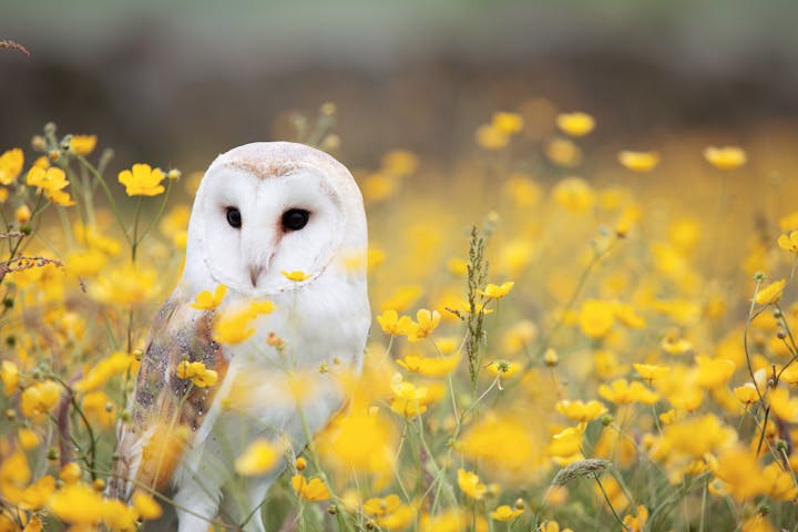 A barn owl is perched among bright yellow wildflowers, creating a serene and colorful nature scene.