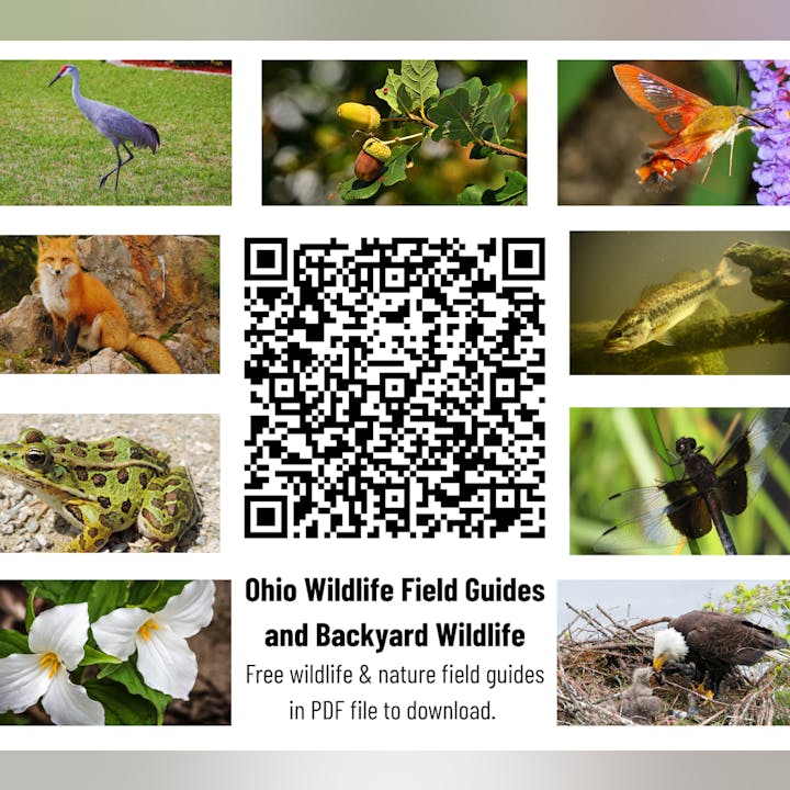 QR code surrounded by wildlife images: crane, acorns, insect, fox, fish, frog, dragonfly, trillium, and eagle. Links to Ohio wildlife guides.