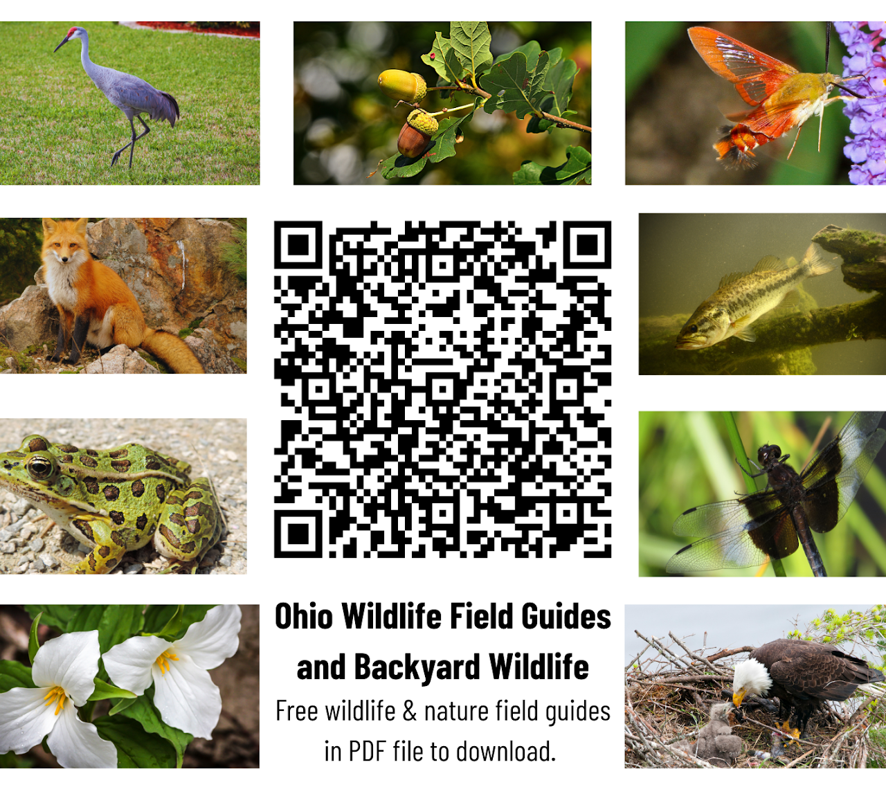 QR code surrounded by wildlife images: crane, acorns, insect, fox, fish, frog, dragonfly, trillium, and eagle. Links to Ohio wildlife guides.