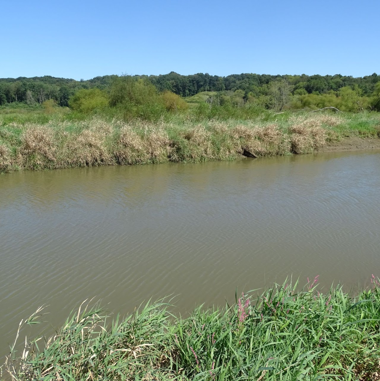 A calm river with grass and shrubs on the banks, under a clear blue sky and surrounded by green trees.