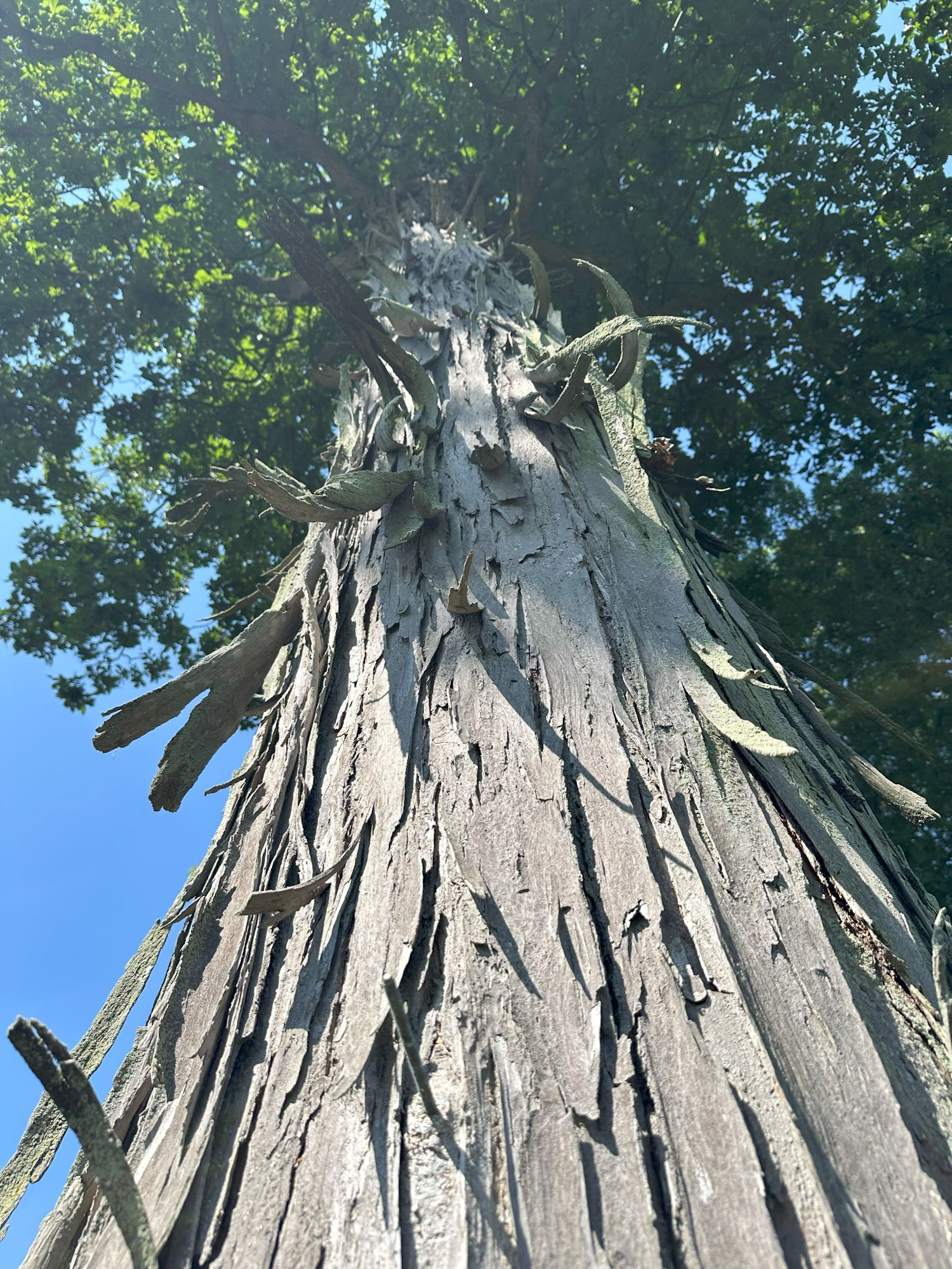 Looking up a tall tree trunk with peeling bark and branches, against a blue sky.