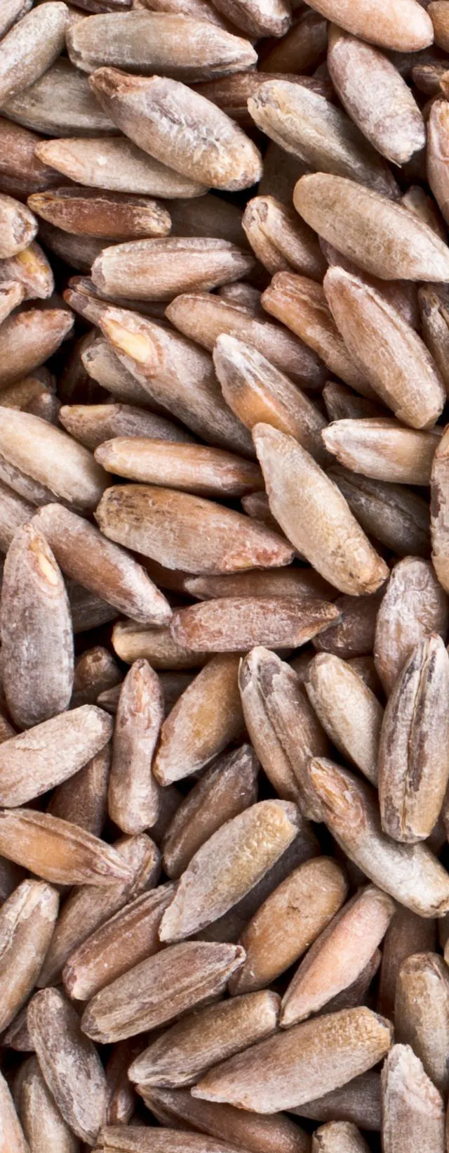 The image shows a close-up of numerous brown seeds, likely a type of grain or grain-like seed.