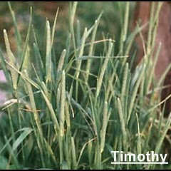 Timothy grass with slender, flowering spikes and green leaves.
