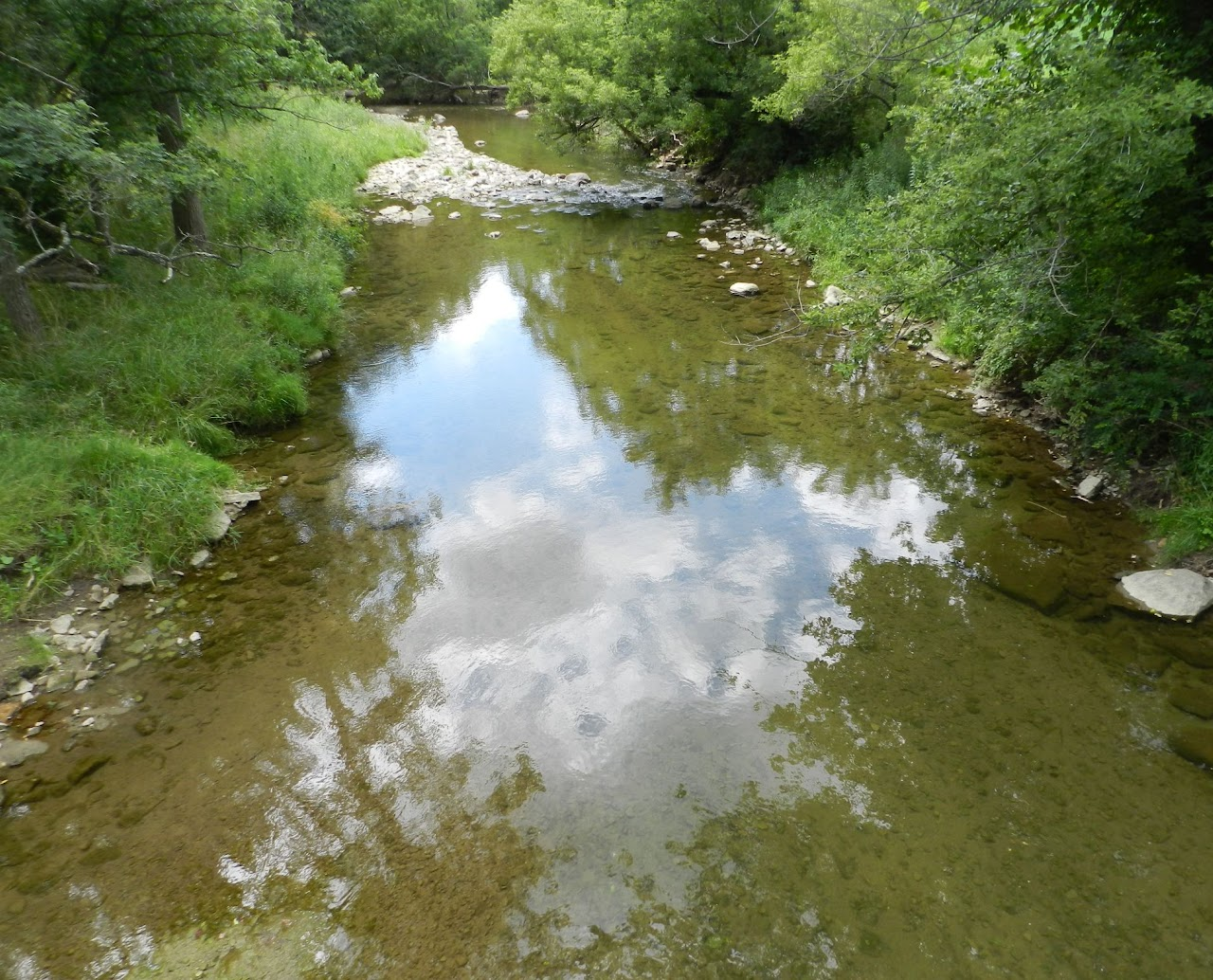 A tranquil stream with clear water reflecting fluffy clouds, surrounded by lush green foliage.