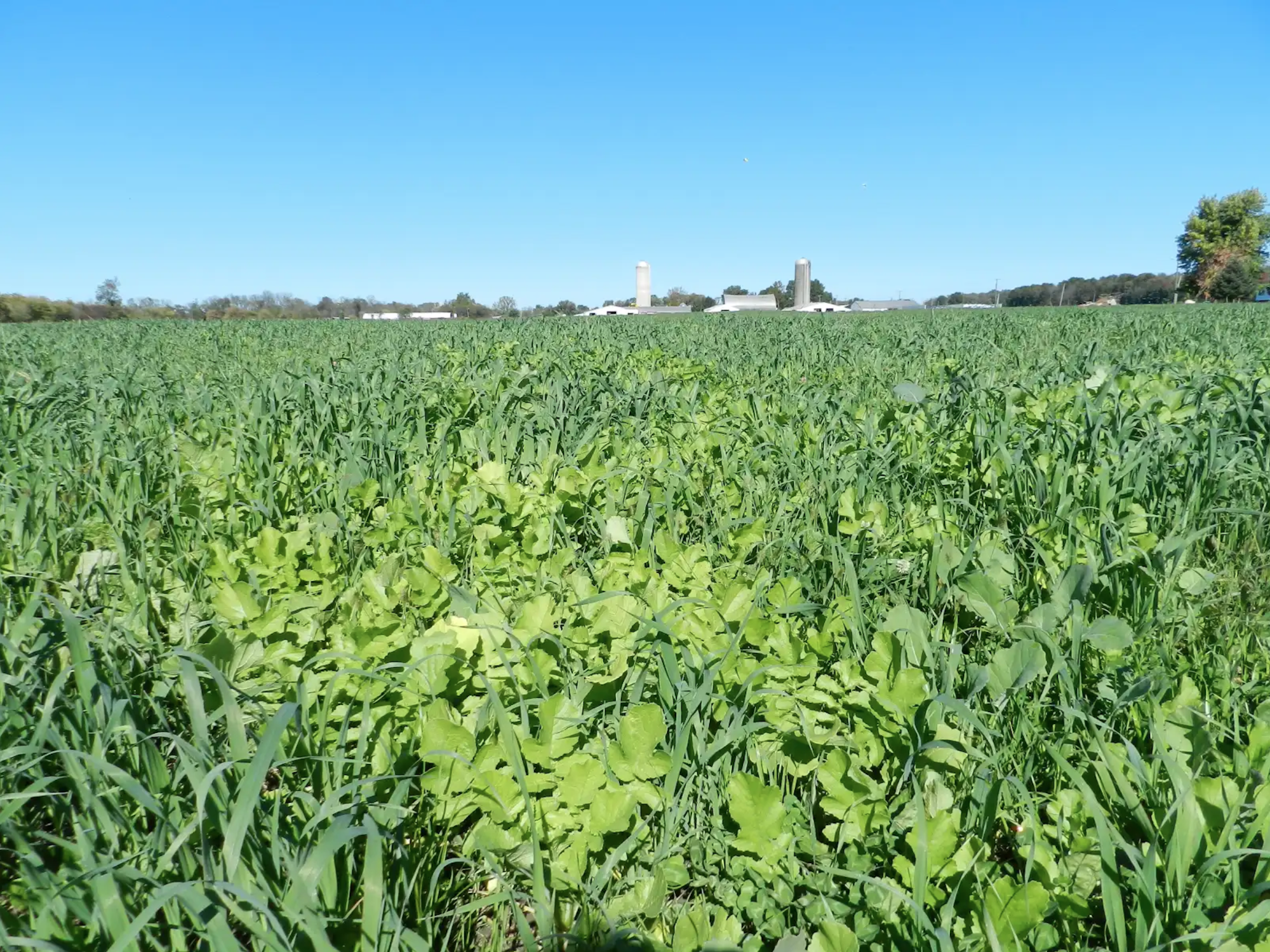 Green field with various crops, clear blue sky, farm buildings and silos in the distance.