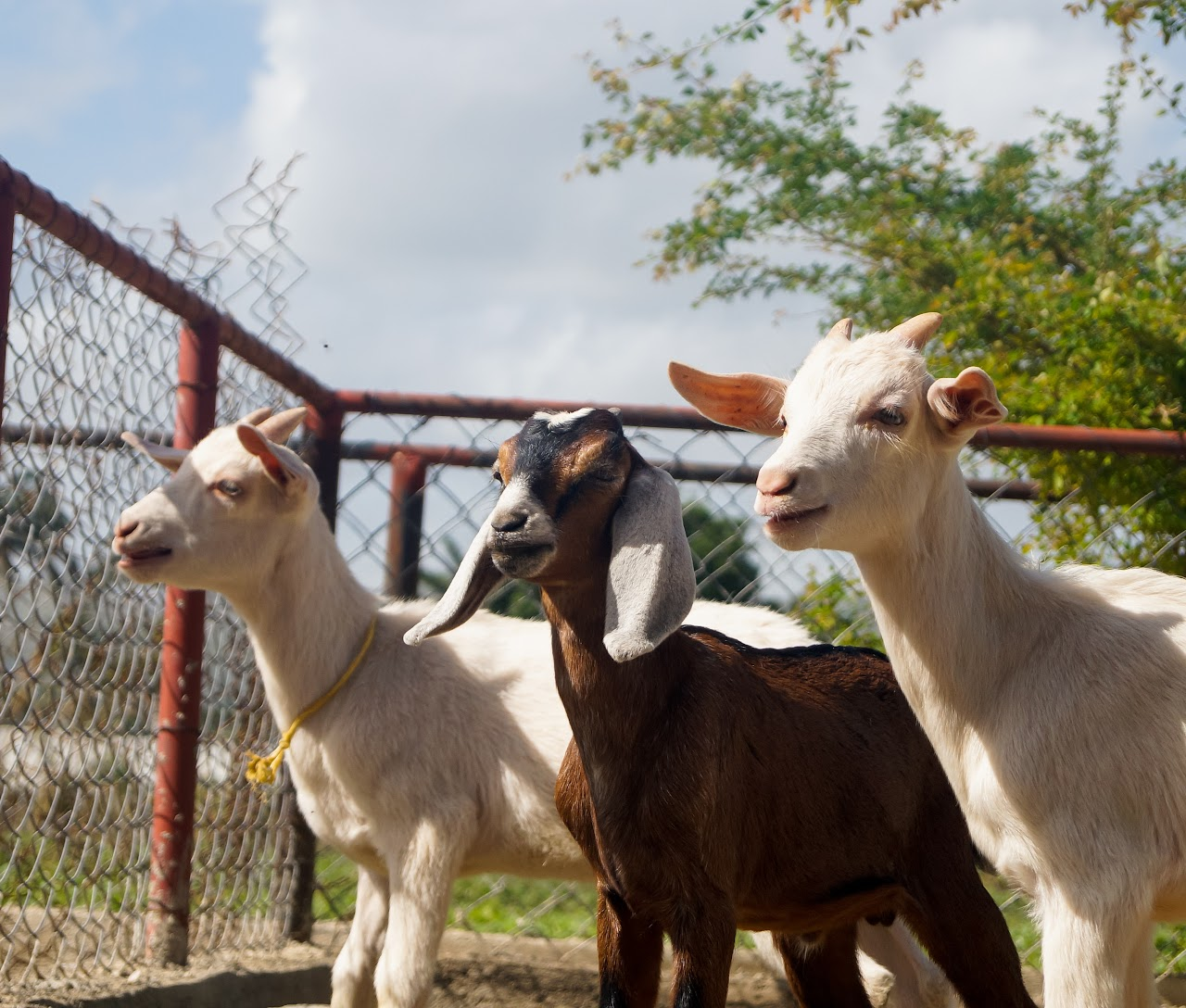 Three goats standing in a pen, one brown and two white, with a chain-link fence and greenery in the background.