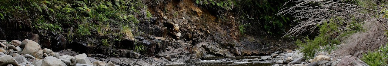 A rocky stream with mossy vegetation on one side and a mix of bare branches and greenery on the other.