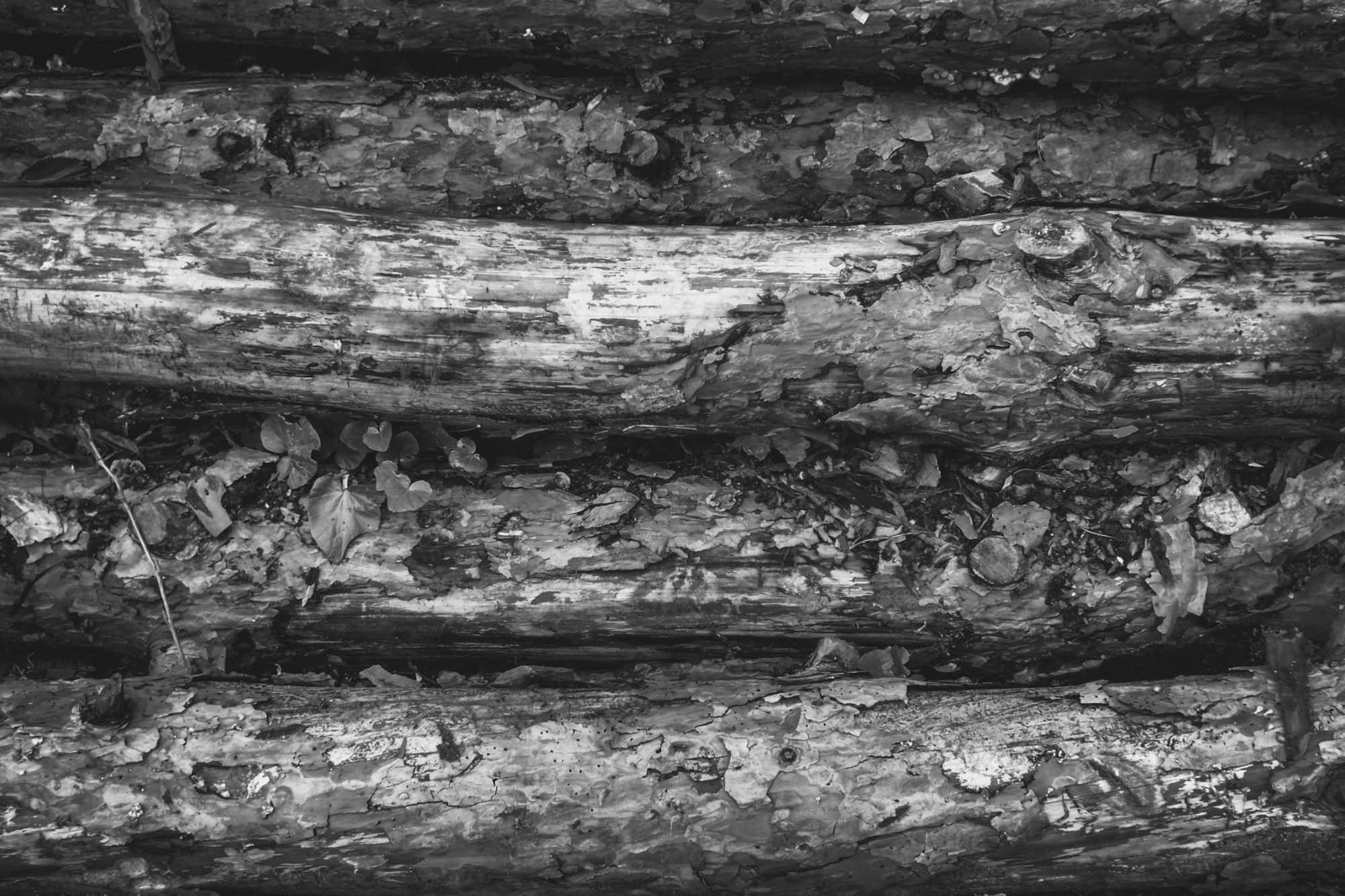 Stacked logs with rough, peeling bark in a monochrome setting.