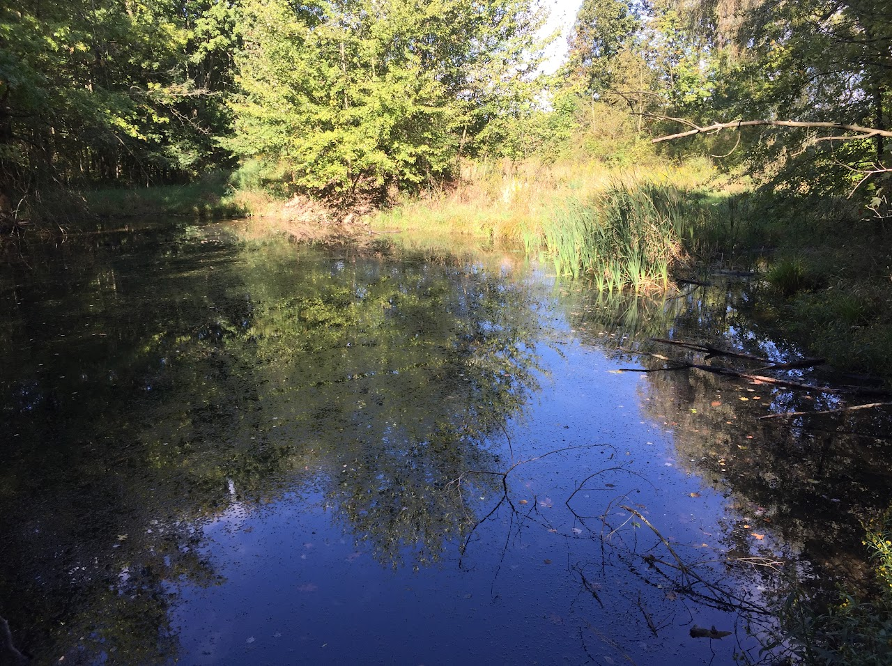 A tranquil pond surrounded by lush green trees and vegetation, reflecting the sky and foliage.
