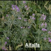 Purple alfalfa flowers and green foliage with the label "Alfalfa" at the bottom.