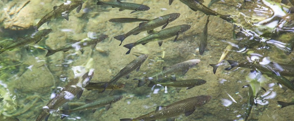 A school of fish swimming in clear water, viewed from above.