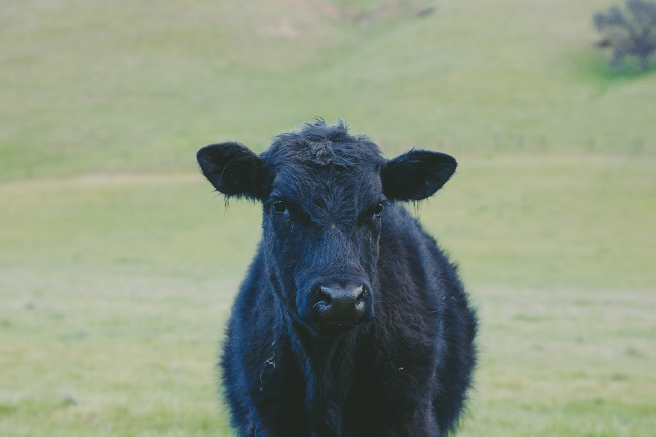 A black calf standing in a grassy field, facing the camera.