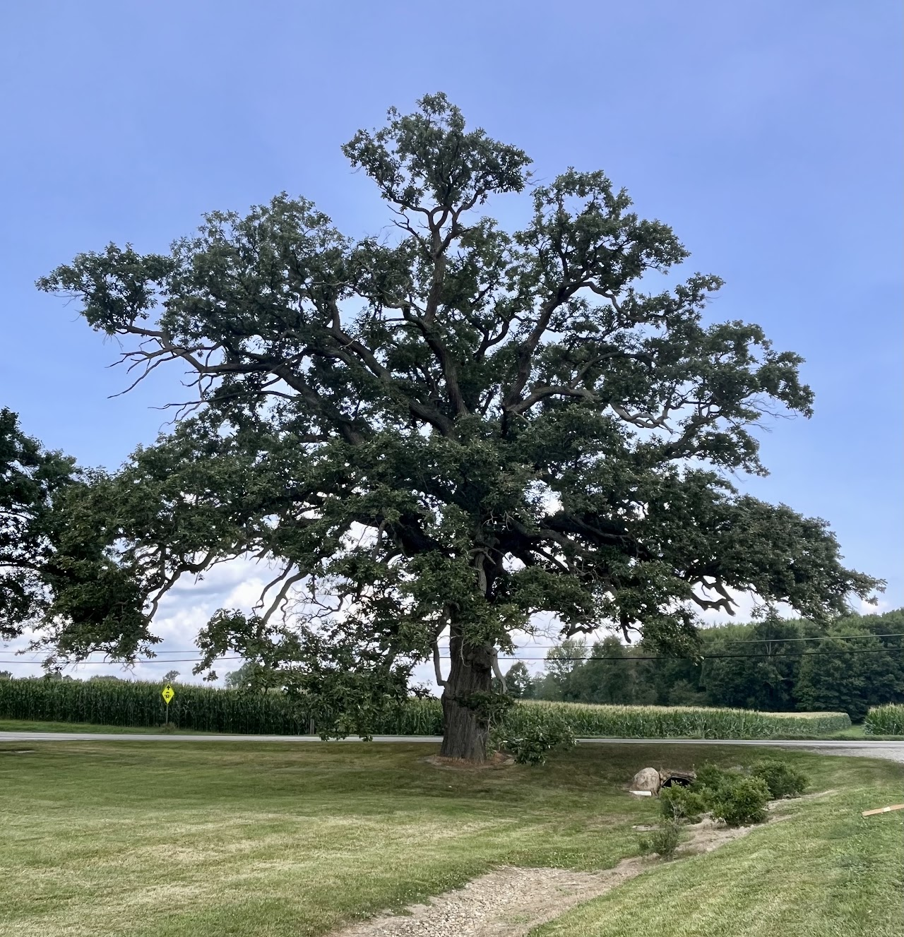 A large tree with sprawling branches in a grassy area, under a clear blue sky. There's a road and cornfield in the background.