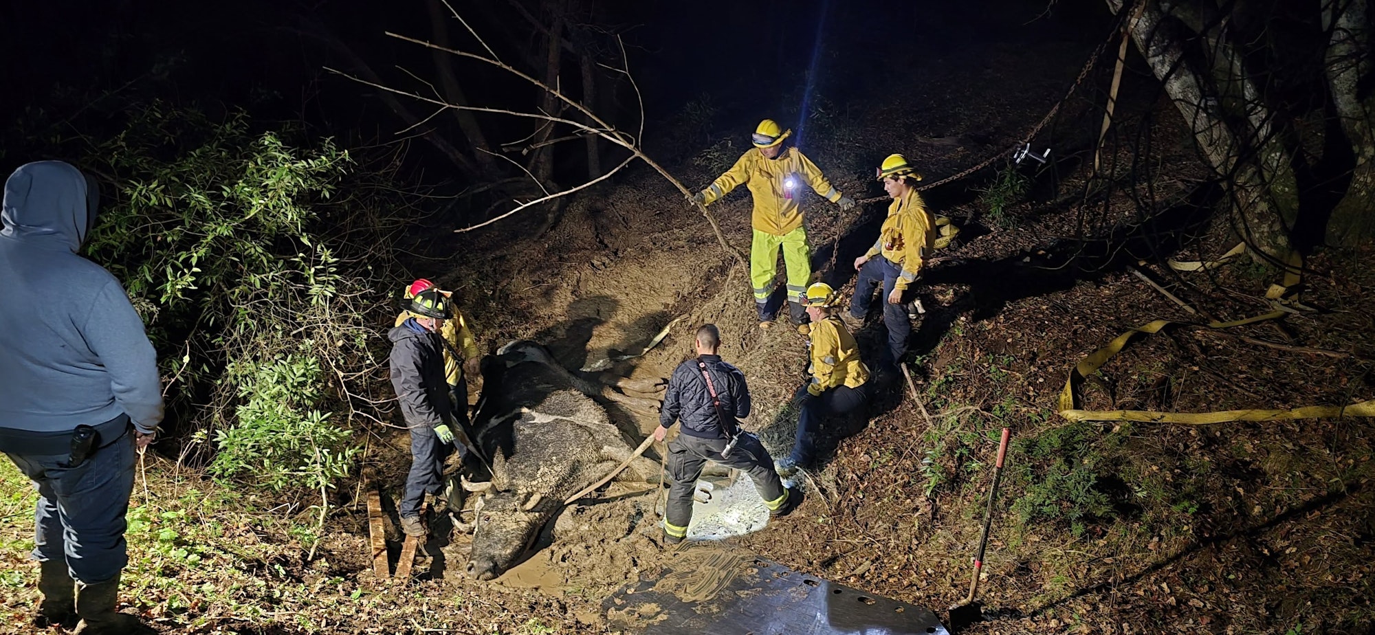 Rescue team members are attempting to retrieve a large animal from a muddy area at night, using tools and safety gear.