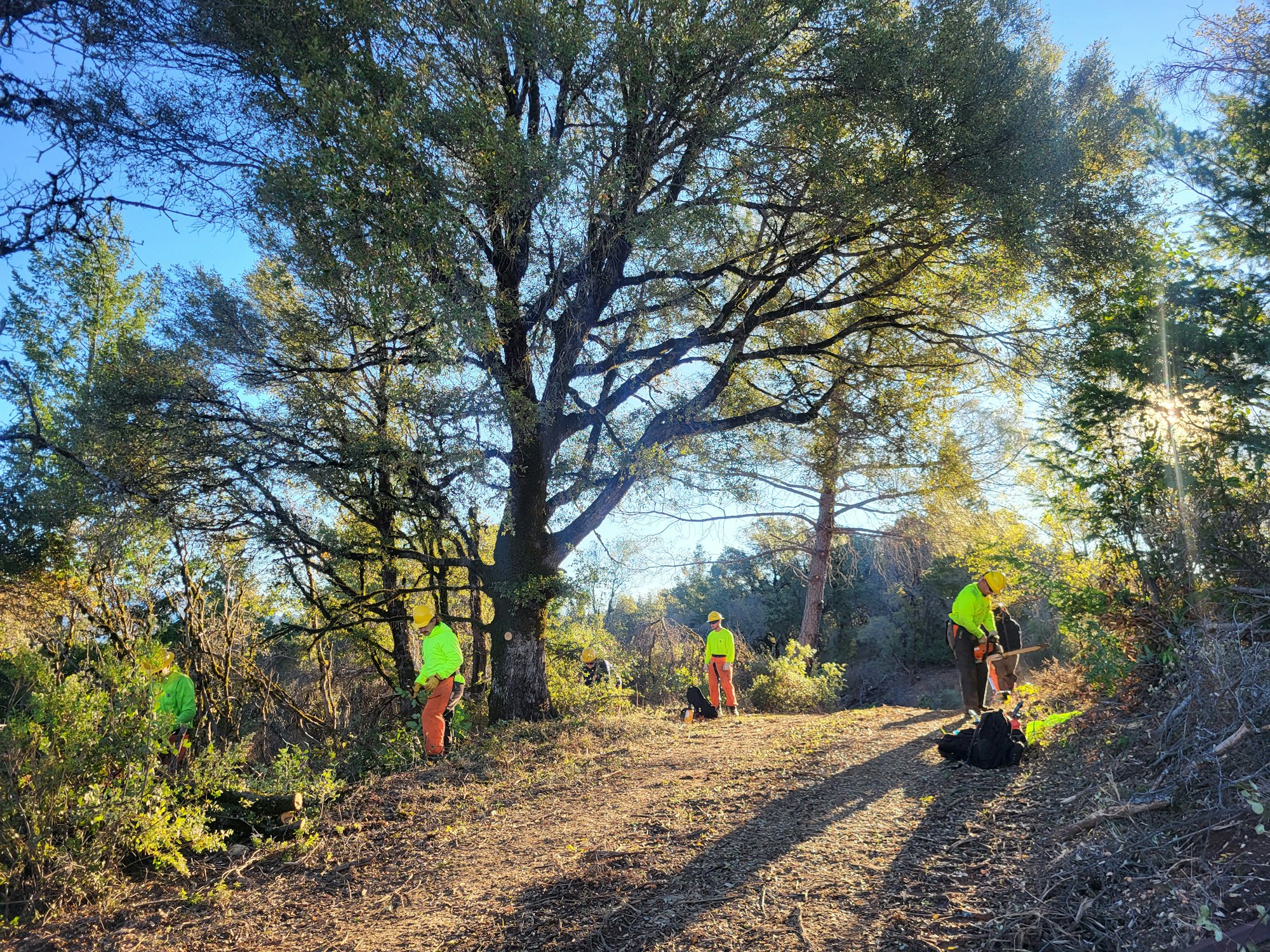 Workers in bright clothing are clearing bushes in a sunny, wooded area.