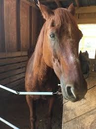 A horse inside a stable, peeking out with curiosity.