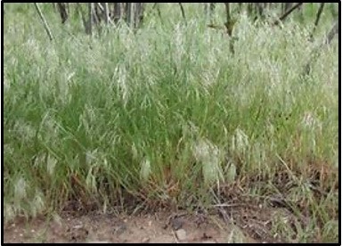 Grassy field with tall green grass and fluffy white seed heads.