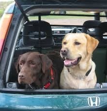 Two dogs sitting in the back of a car.