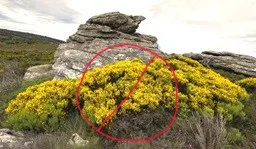 The image shows a rocky landscape with vibrant yellow plants marked with a red "no" symbol, indicating a prohibition or warning.
