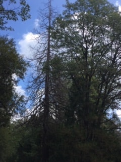 Trees under a blue sky, one tree is leafless.