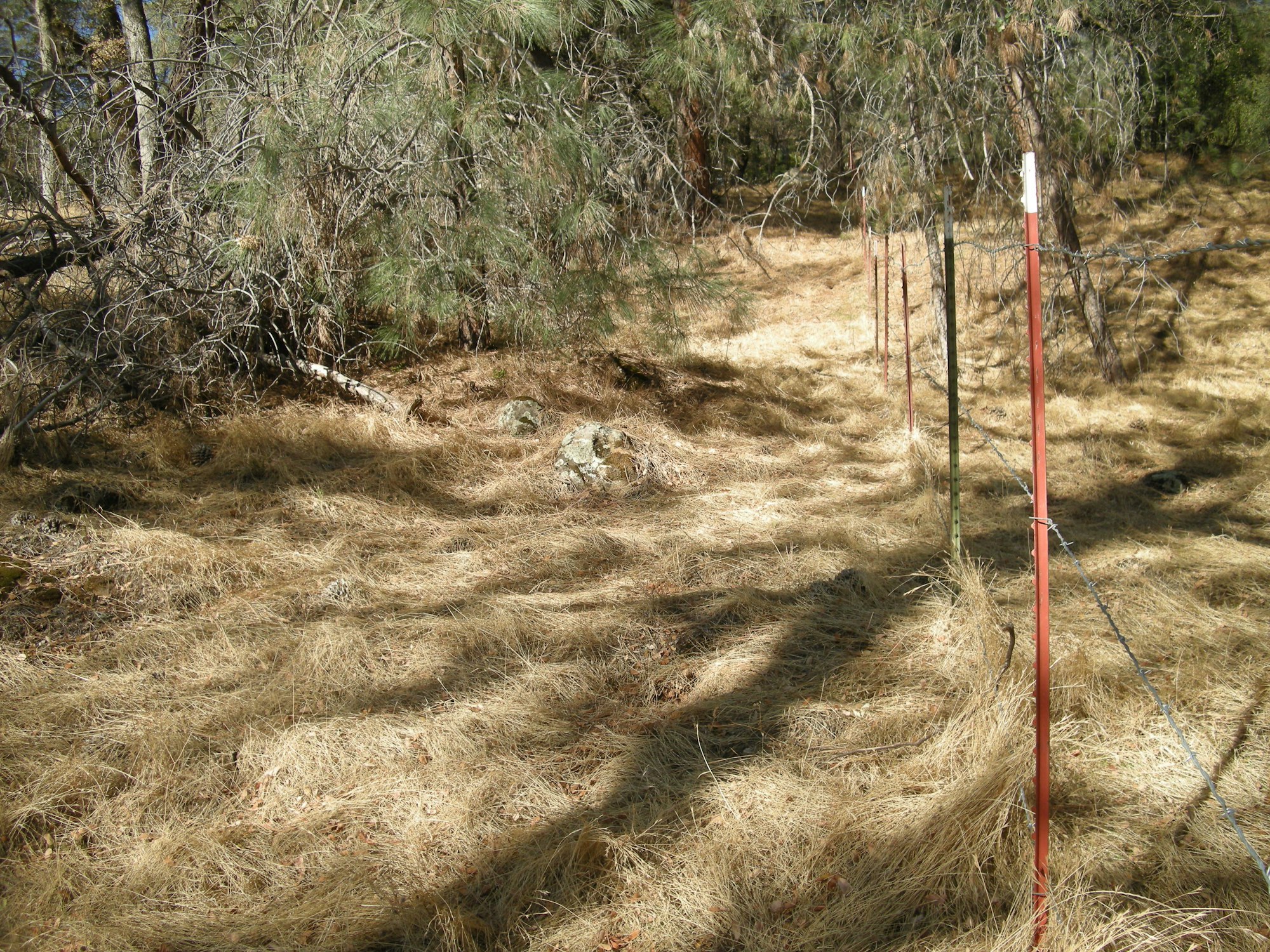 Dry grassland with trees and a fence line.