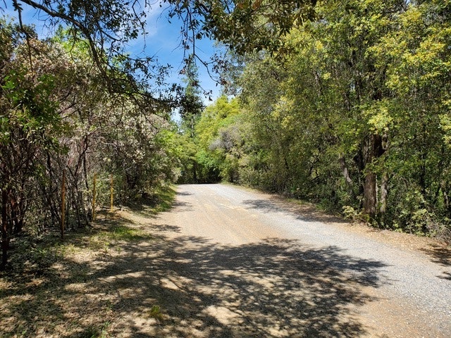 A gravel road winding through a lush forest under a clear sky.
