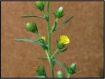 A plant with green leaves and small yellow flowers against a brown background.
