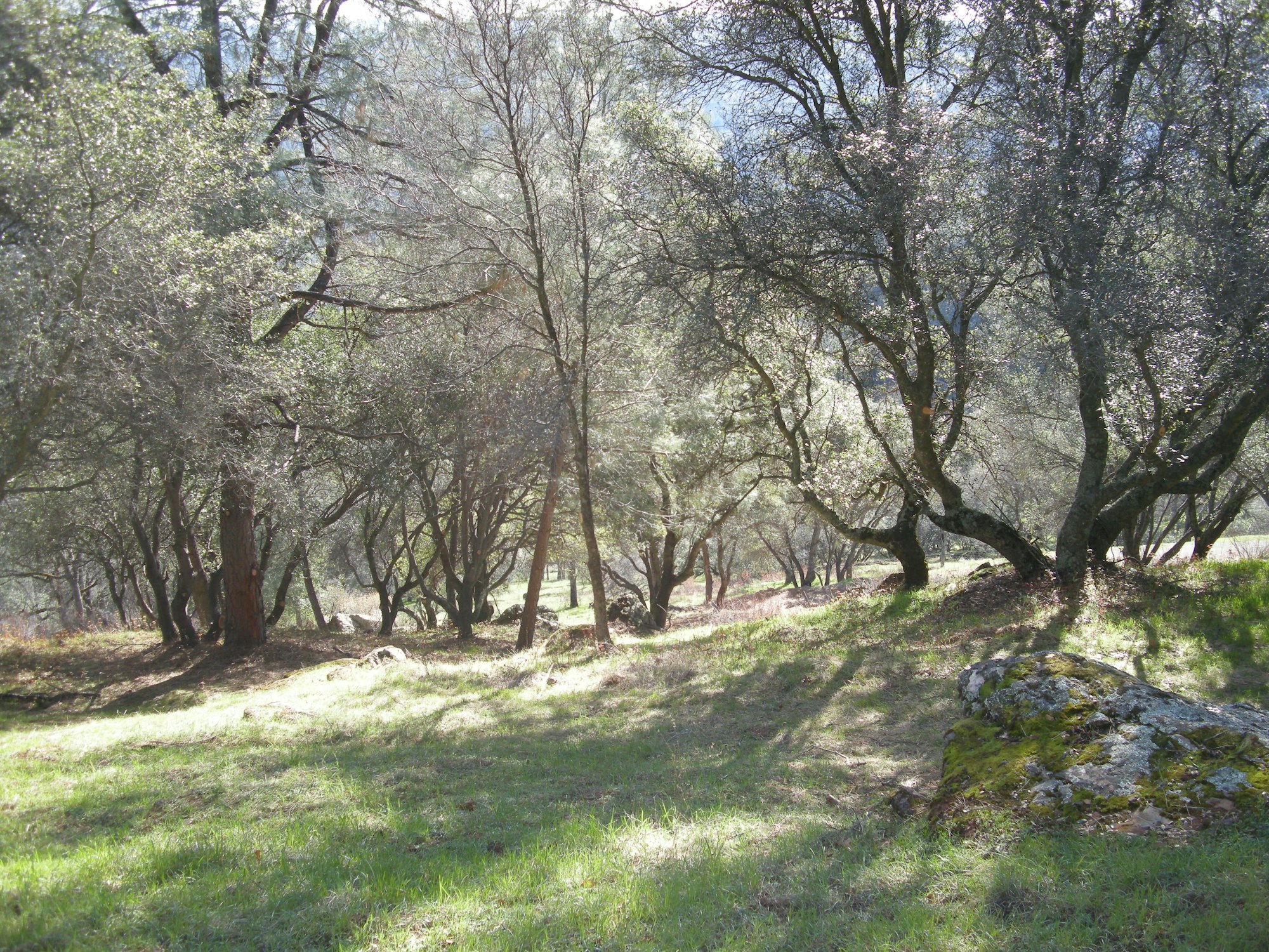 A serene wooded area with sunlight filtering through trees onto a grassy ground.
