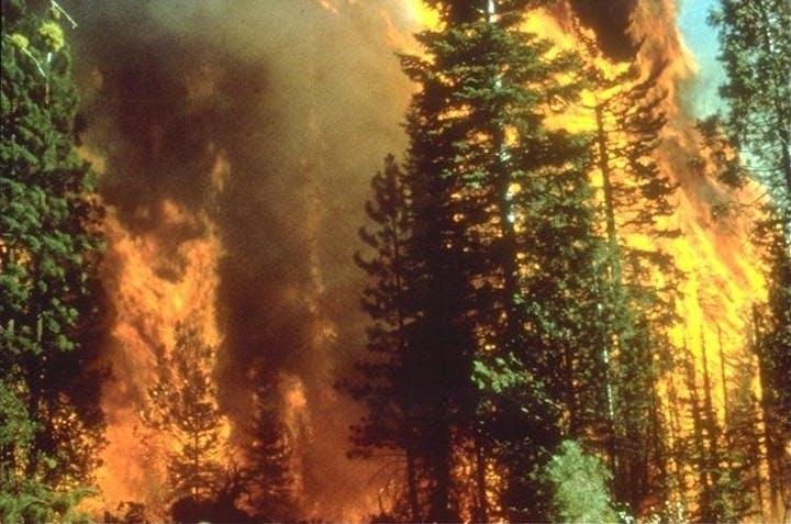 A forest fire with tall flames engulfing trees.