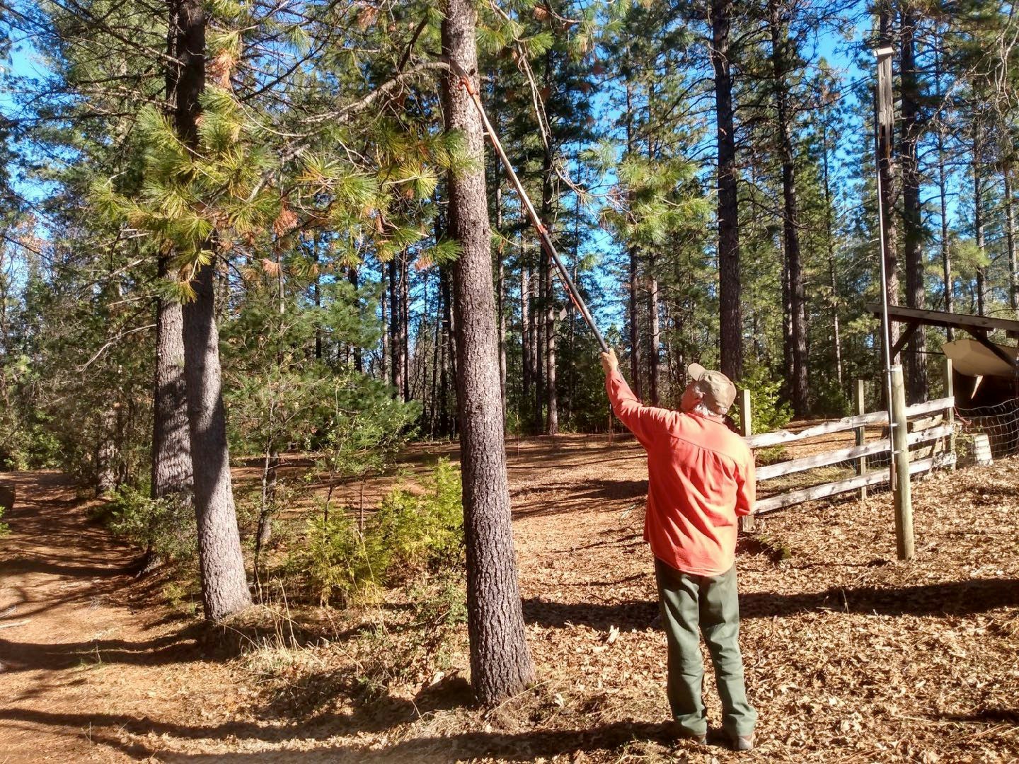 A man in a forest uses a pole saw to trim tree branches.
