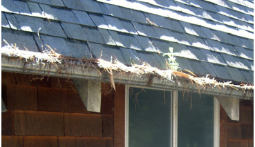 A roof with debris-filled gutters, shingles, and a window.