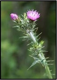 A thistle plant with a pink flower and spiky leaves on a blurred green background.