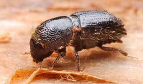 The image shows a close-up of a small black beetle, likely a bark beetle, on wood.