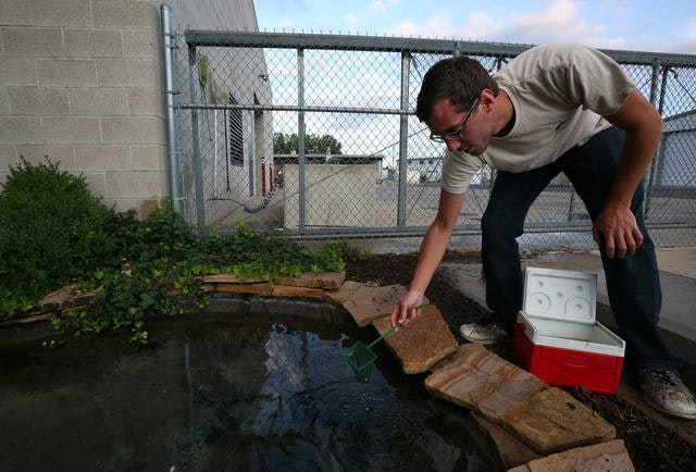 Technician placing fish in pond.