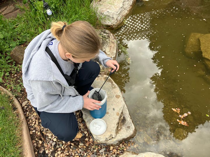 Fish technician placing fish in a pond.