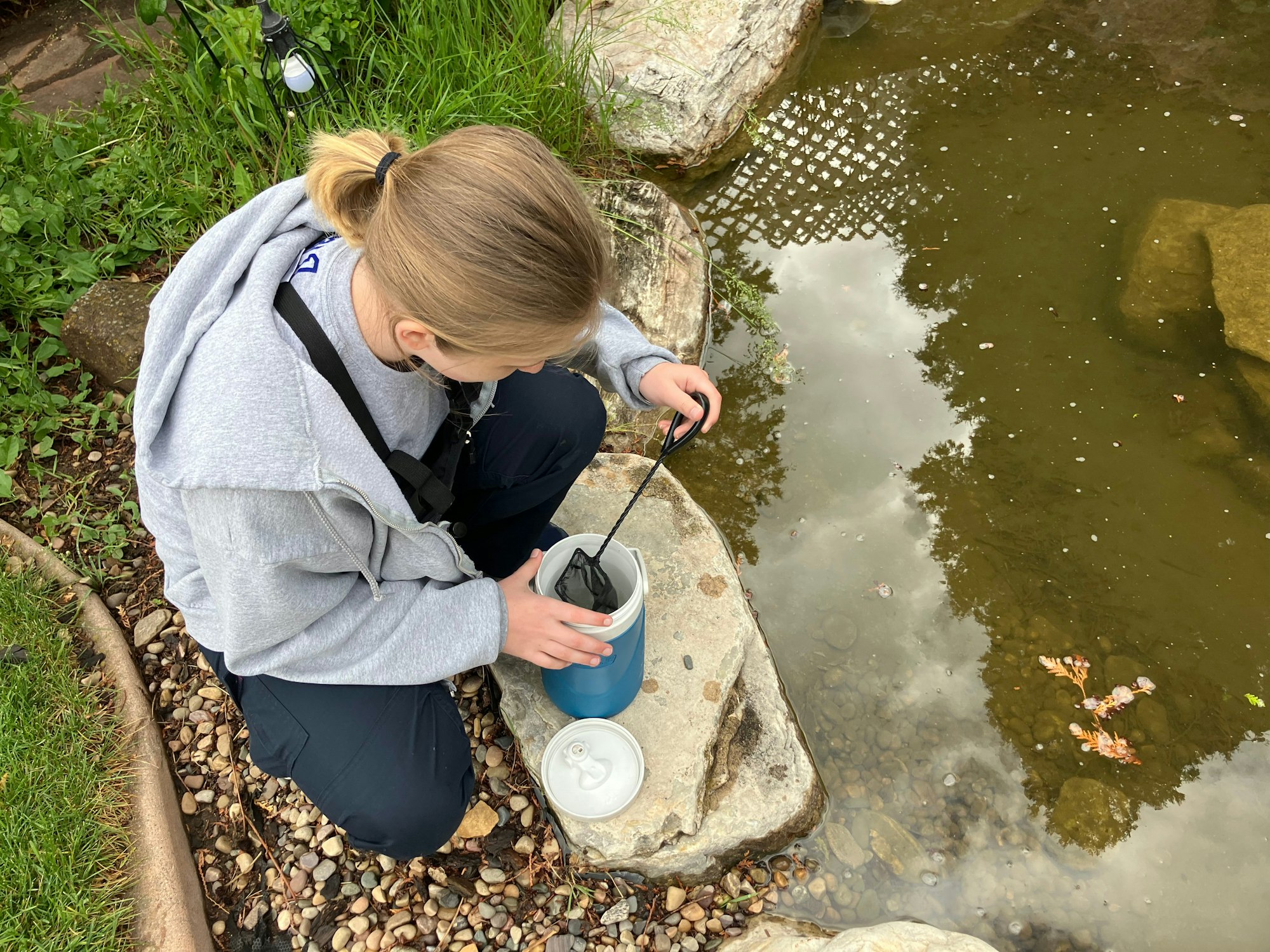Fish technician placing fish in a pond.