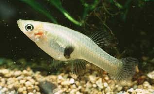 gambusia