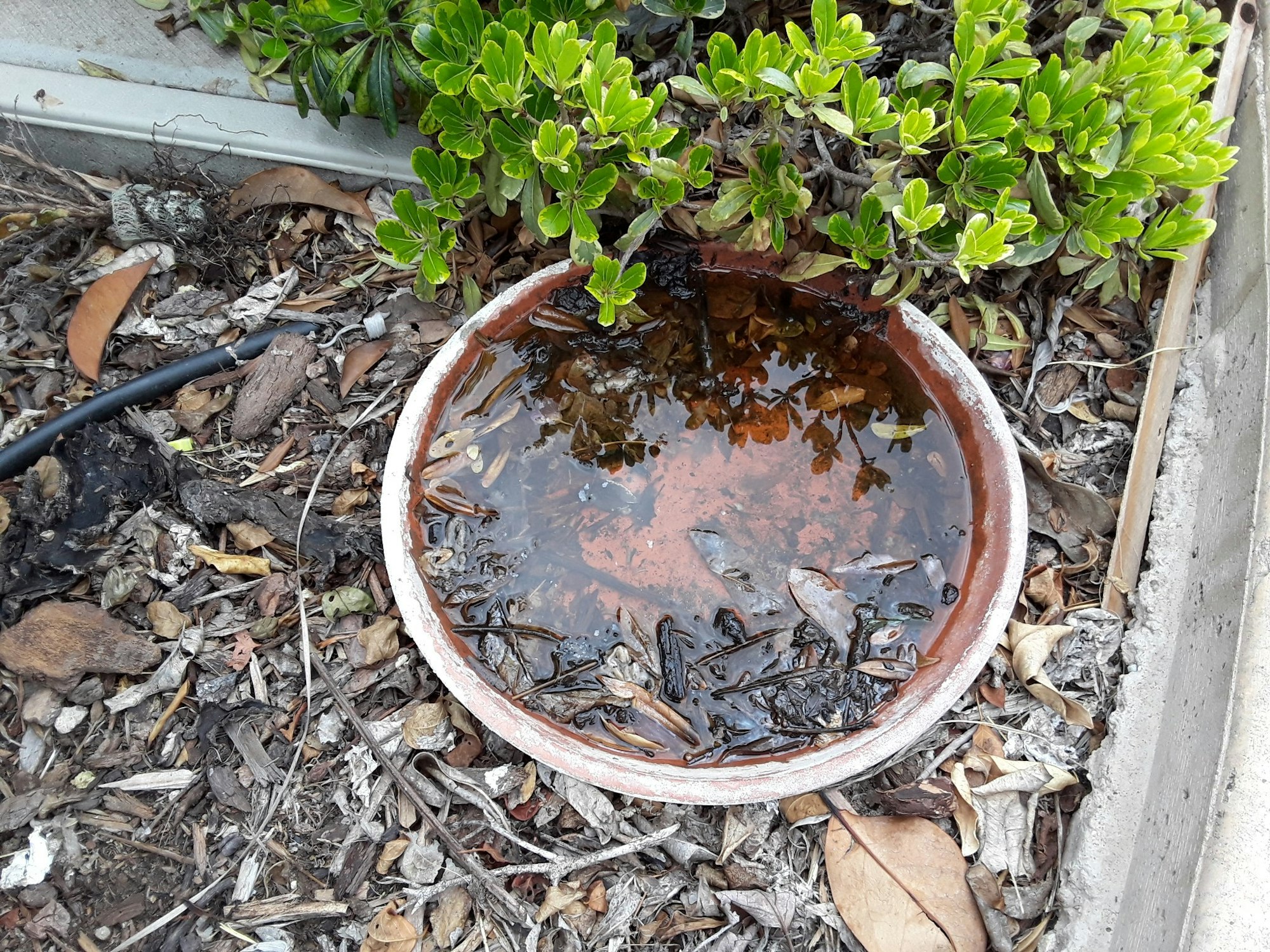 Another ceramic plate filled with stagnant water.