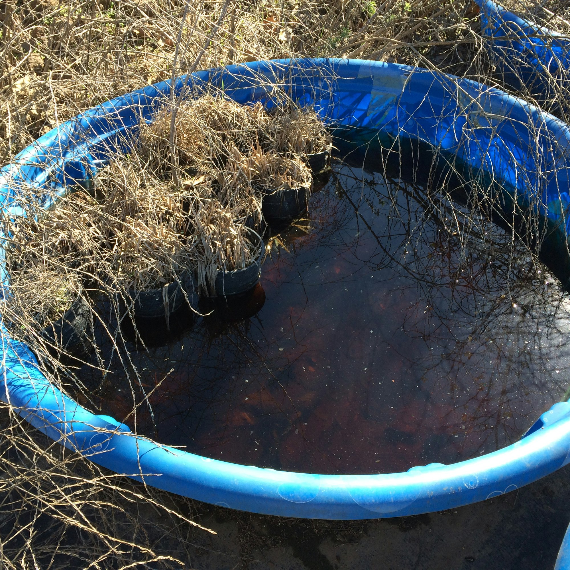 A plastic kiddie pool filled with dirty stagnant water.