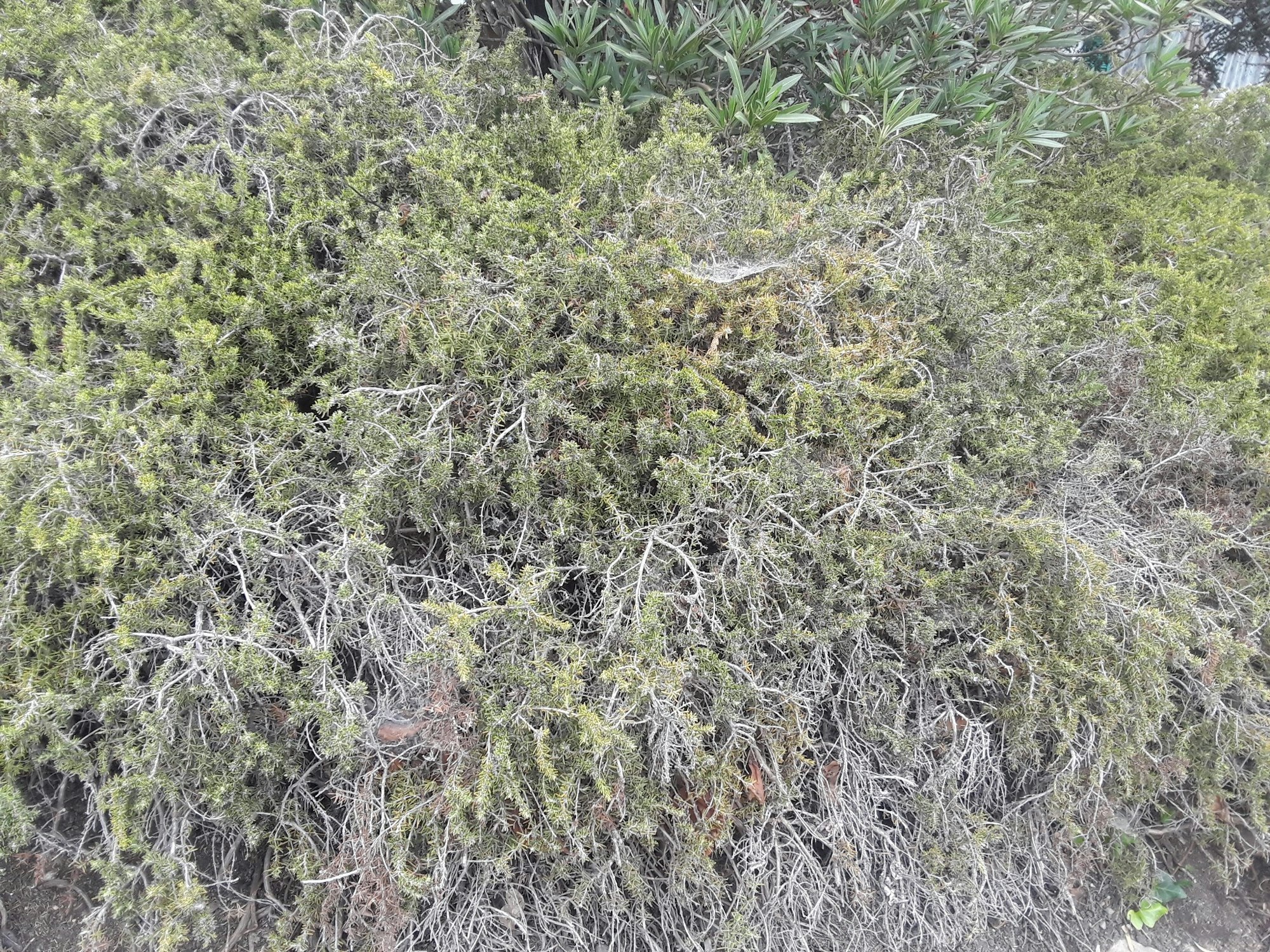 Dense ground covering of low-growing rosemary plants.