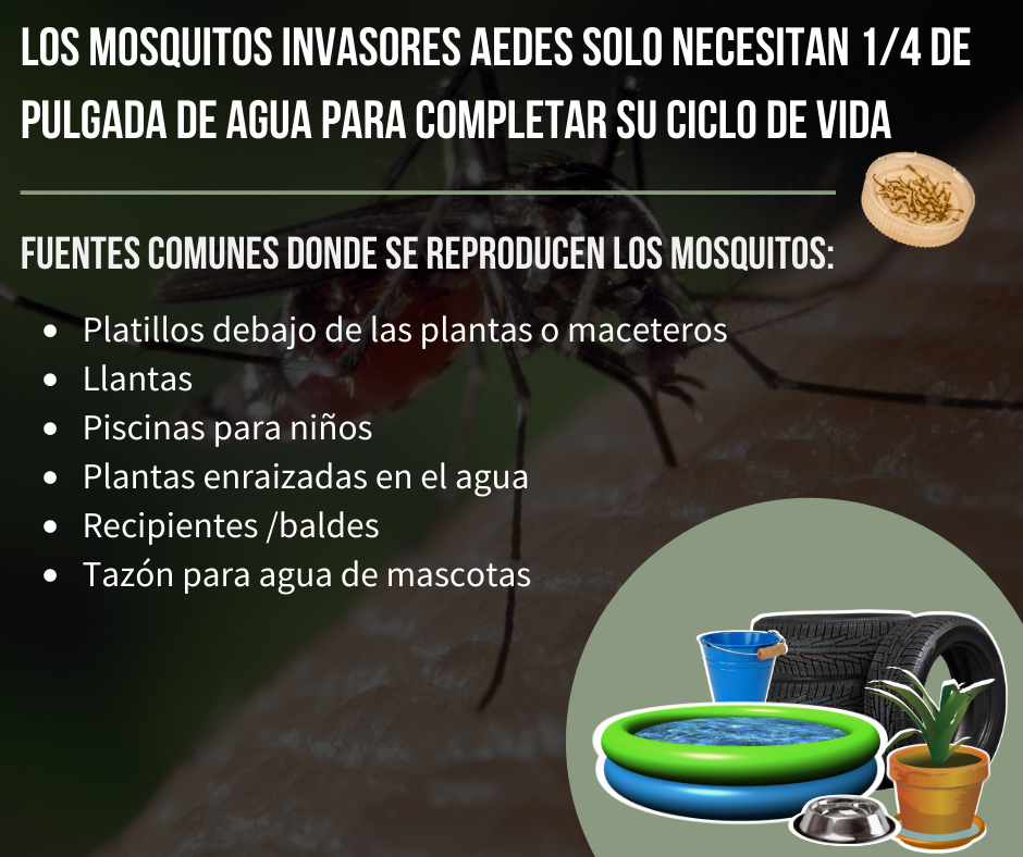 Los mosquitos Aedes necesitan poca agua para vivir. Fuentes comunes: platillos, llantas, piscinas, plantas, recipientes, tazones.