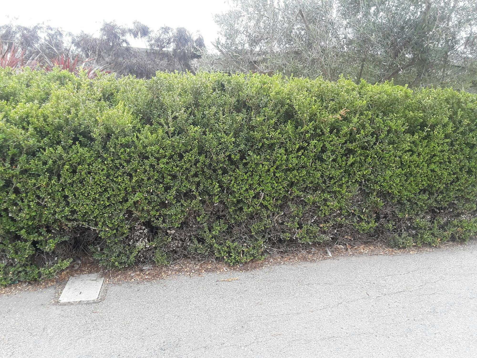 A tall hedge row on the side of a road.