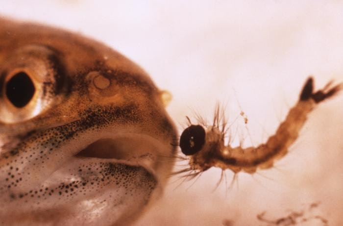 Close-up of a mosquitofish about to eat a mosquito larva.