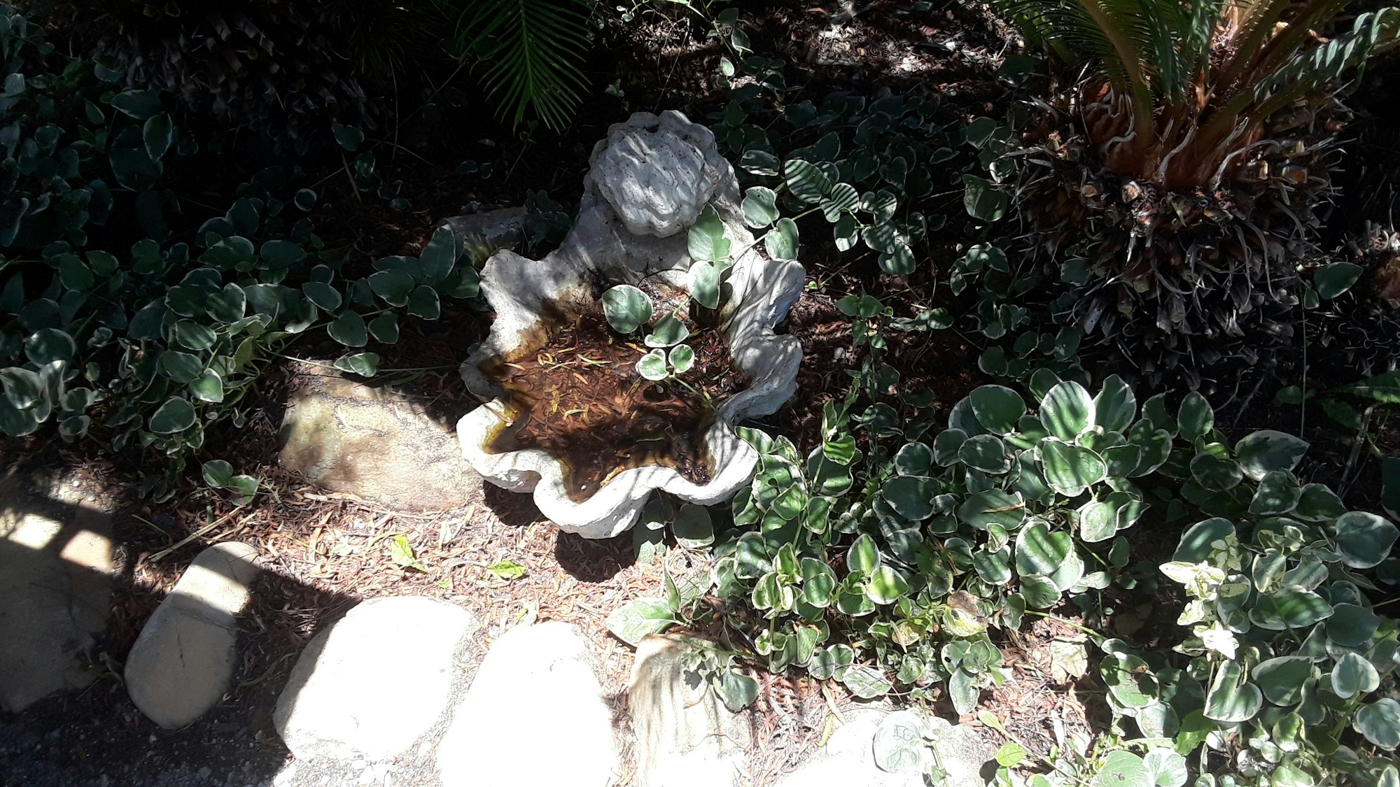 Stagnant water in a small birdbath.