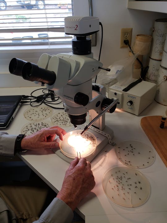 Sorting mosquitoes under a microscope